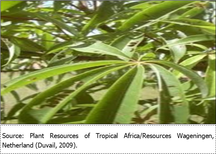 Silk Cotton (Ceiba pentandra) leaves (Forest and Kim Starr, 2014).