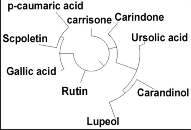 Hierarchical clustering of all the phyto-compounds present (Average linkage method)