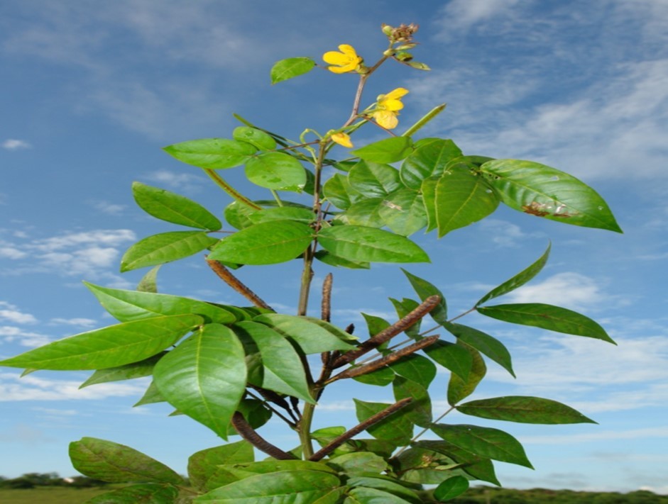 Close view of senna occidentalis in its natural habitat