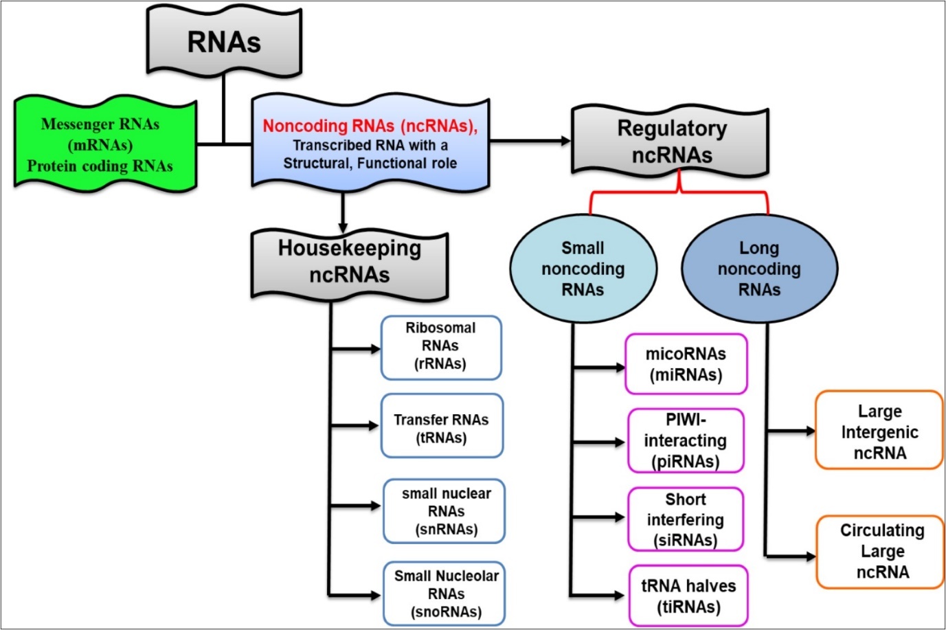Different types of RNA molecules