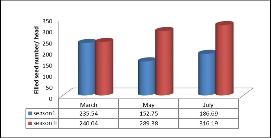 Effect of sowing date on filled seed number/head - Khartoum-Sudan (2014/ 2015-2015/2016).