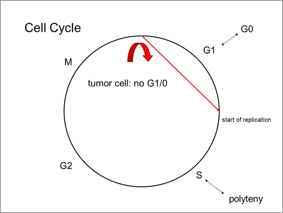 The circle represents the cell cycle (explanation in the main text). The red arrow shows the action of a proliferative mutation, allowing replication. This shortcuts the cell cycle forcing the cell to always new cell divisions.