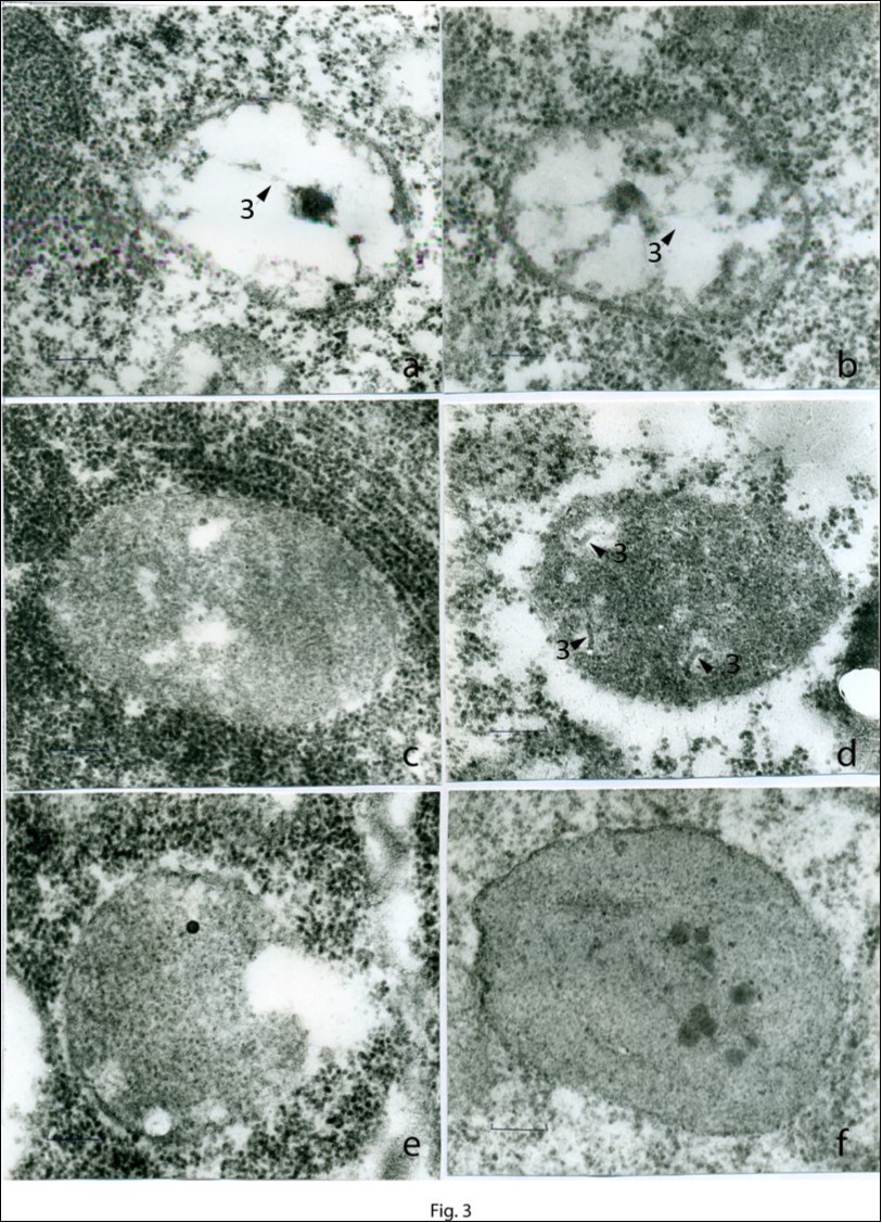 Stages of formation of proplastids in the apical meristem (a–f): a, b – the onset of the formation of the proplastid body. Membrane vesicles contained plastid DNA filaments are shown by arrows 3. c–e – developed proplastid bodies. Fragments of plastid DNA (arrows 3) and cavities in the matrix of proplastids are seen. f – a mature, completely developed proplastid surrounded by a dense membrane and containing a dense matrix, plastid ribosomes, and plastoglobuli. Scale bar = 0.2 μm.