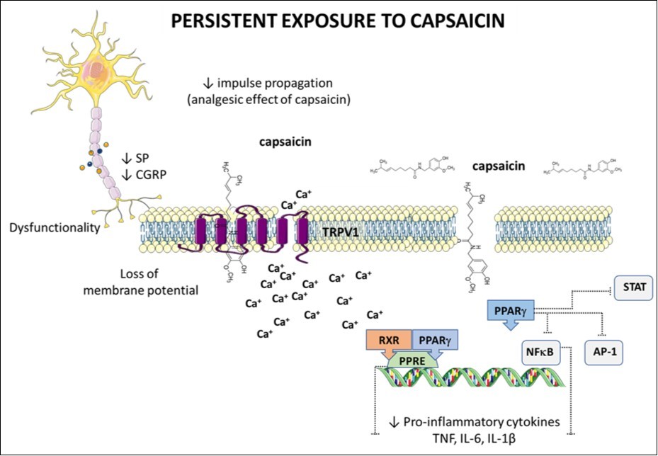 The proposed mechanism for analytical and anti-inflammatory actions of capsaicin in the colon. Capsaicin is a natural agonist of transient vaniloid receptor potential 1 (TRPV1). TRPV1, when activated, leads to the influx of calcium ions, leading to membrane depolarization that results in a potential action that propagates signaling to the brain. However, when a stable and persistent agonist such as capsaicin is present, persistently high intracellular calcium levels cause afferent nerve fiber dysfunction due to loss of membrane potential, inhibiting pain signal spread. Capsaicin also decreases the release of the P component and calcitonin gene-related peptide (CGRP), messengers of peripheral pain impulses in the central nervous system. Capsaicin is also a peroxisome proliferator-activated receptor (PPAR-γ) agonist that regulates inflammation of the colon. When activated, PPAR-γ binds to other nuclear receptors, such as retinoid receptor X (RXR), forming a heterodimer that in turn binds PPAR response elements (PPRE) in DNA. As a result, a protein expression encoded by the target gene will be regulated up or down. PPAR-γ also regulates gene expression by interacting with other transcription factors, such as activating protein (AP) -1, signal transducers and transcription activators (STAT), and nuclear kappa factor B (NF-κB). rules the proinflammatory gene expression.