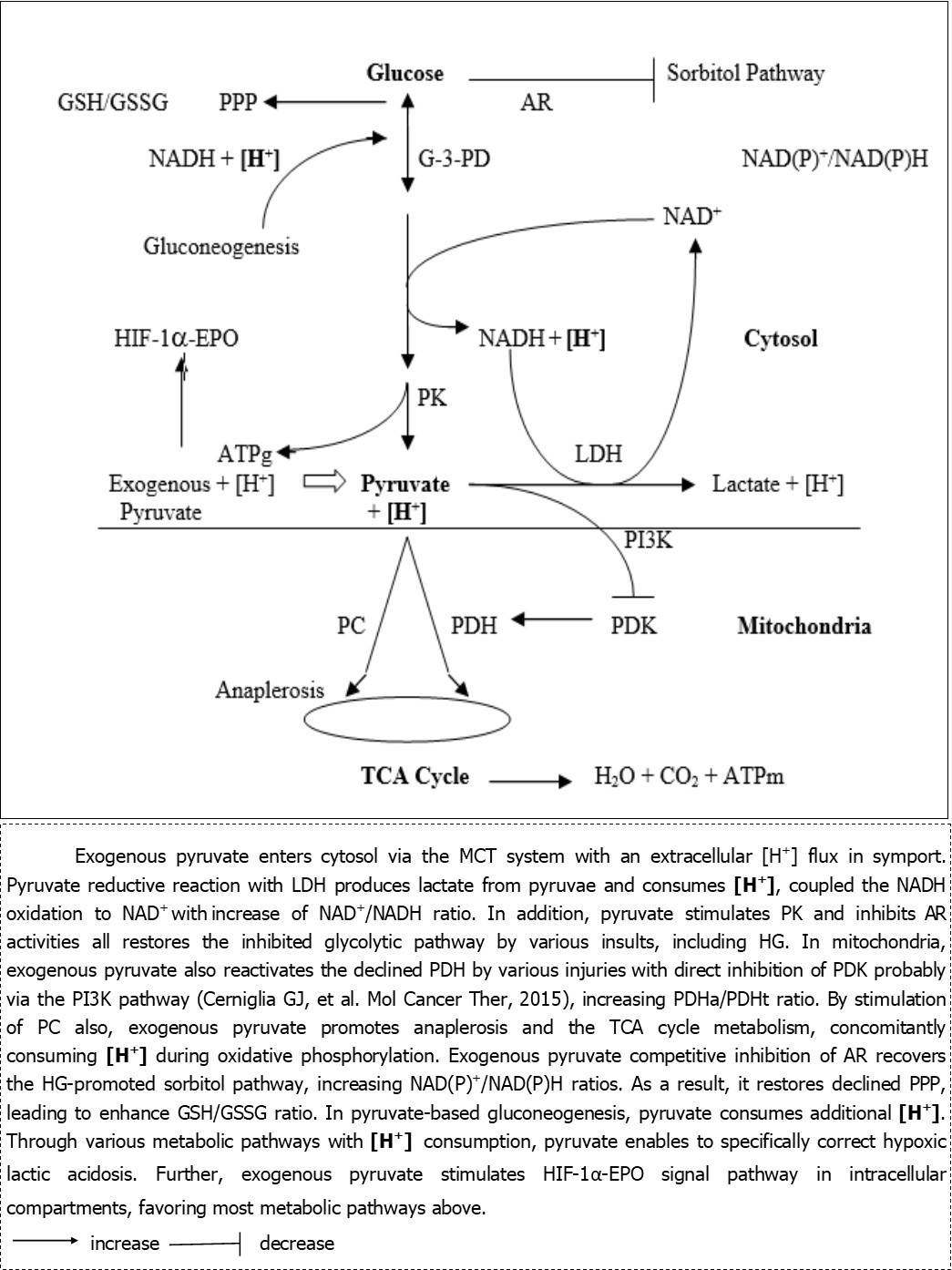 Exogenous and glycolytic pyruvate metabolic pathways and intracellular hydrogen (H+) consumption in various injuries