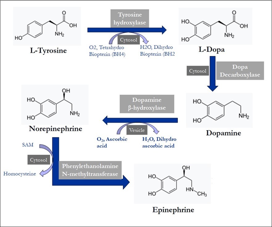 Biogenic amine neurotransmitters synthesized from tyrosine amino acids