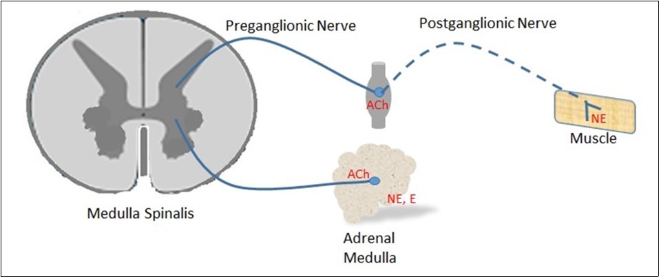 Location of norepinephrine (NE), epinephrine (E) and acetylcholine (ACh) at preganglionic nerve and postganglionic nerve endings in sympathetic nervous system.