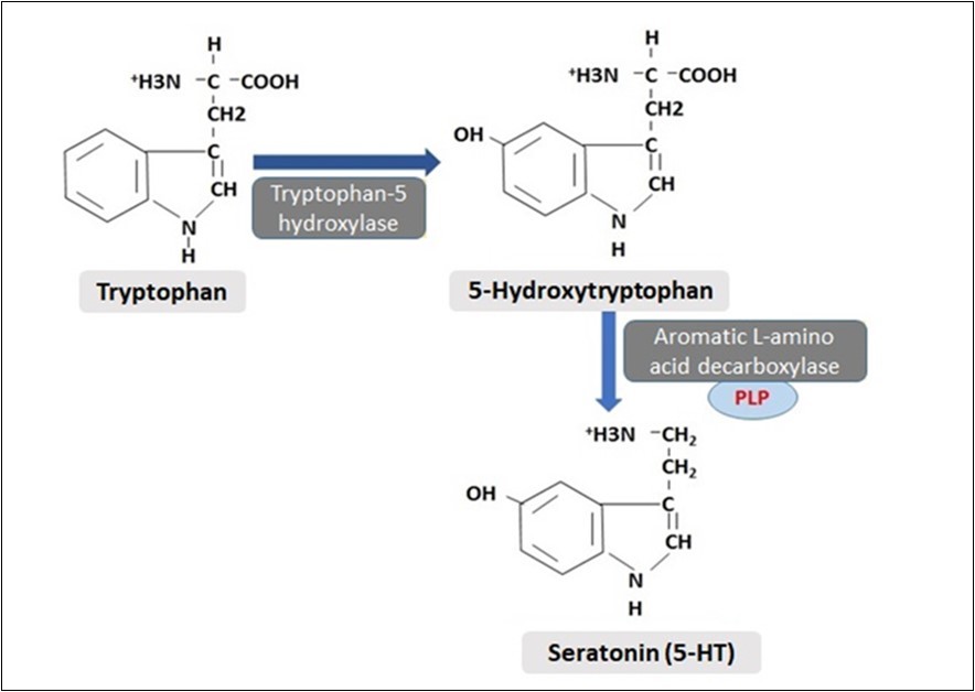 Synthesis of 5-hydroxytryptamine from tryptophan amino acid