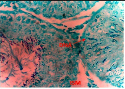 (DC+500mg/kg.bw of AP) X400 – Section of testis showing scanty DNA deeply stained with magenta color. DNA strands are in clusters