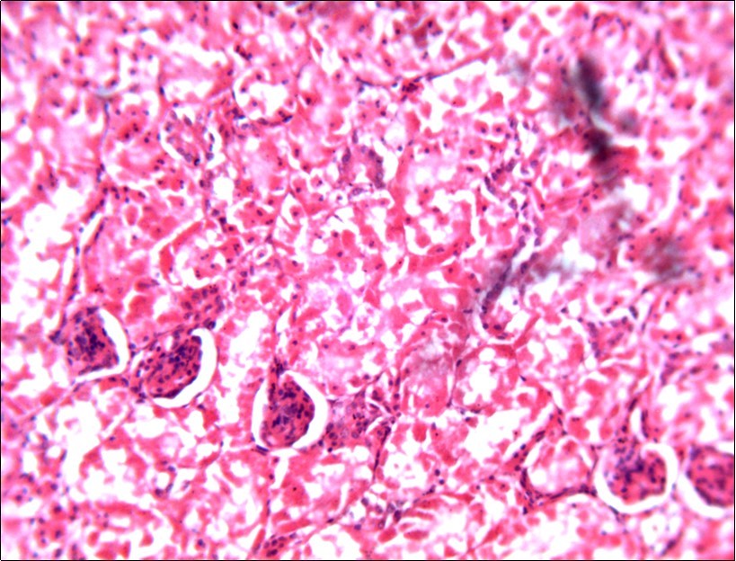 Photomicrograph of kidney of chick administered NeemAzal® at 200 mg/kg showing no observable lesion X250 (H&E).