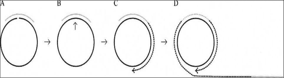 Principle of a miRNA detection system based on padlock probe recognition of miRNAs and rolling circle amplification (RCA). (A) Padlock probes are linear DNA probes where terminal sequences are designed to specifically recognize and hybridize to two adjacent sequences of a particular miRNA. (B) The padlock probes annealing to the perfectly matching miRNA termplate are circularized upon addition of DNA ligase. (C) After ligation the annealed miRNA serves as a primer for linear rolling circle amplification by a phi29 DNA polymerase. (D) The phi29 DNA polymerase facilitates rolling circle amplification, thereby producing a DNA product containing multiple copies of the miRNA sequence from 24.