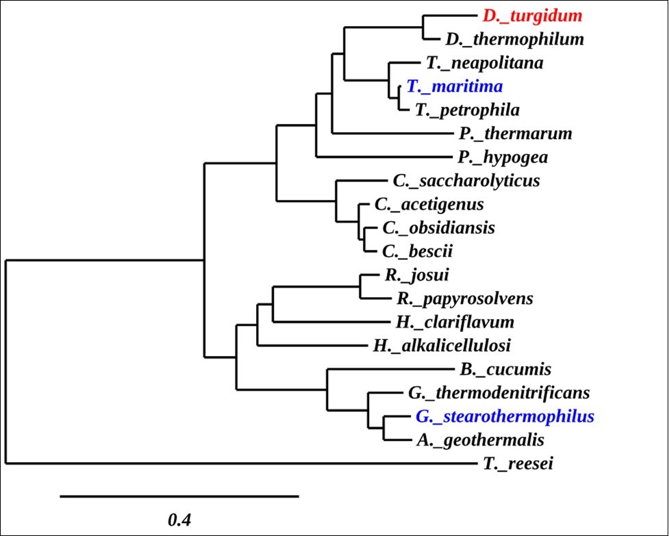 Phylogenetic Tree of α-Glucuronidases