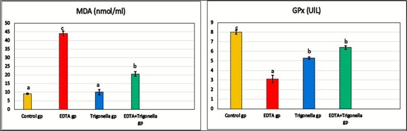 The effect of EDTA and Trigonella foenum on malondialdehyde (MDA) and glutathione peroxidase (GPx).