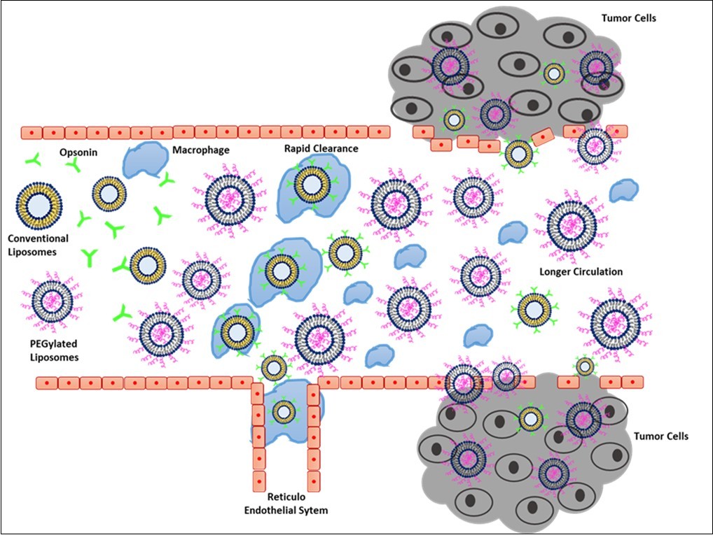Conventional vs long circulating liposomes and its effect on macrophage clearance