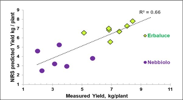 Biplot of the average measured yield (X) vs. the average yield predicted with NIR-SCiOTM from the leaves using the spectra of 13 groups (2 excluded).