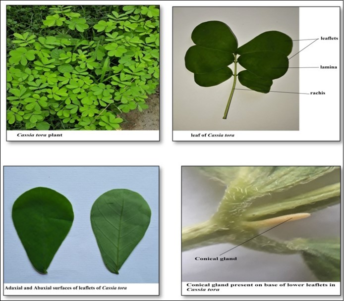 a. Cassia tora plant b. leaf of Cassia tora c. leaflets showing adaxial and abaxial surfaces d. conical gland present on base of lower leaflets
