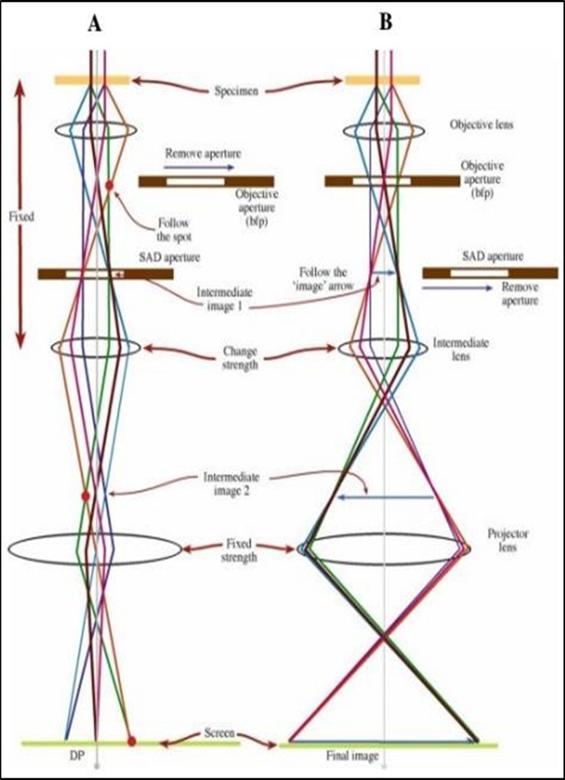 Schematic of a TEM 60, 61.
