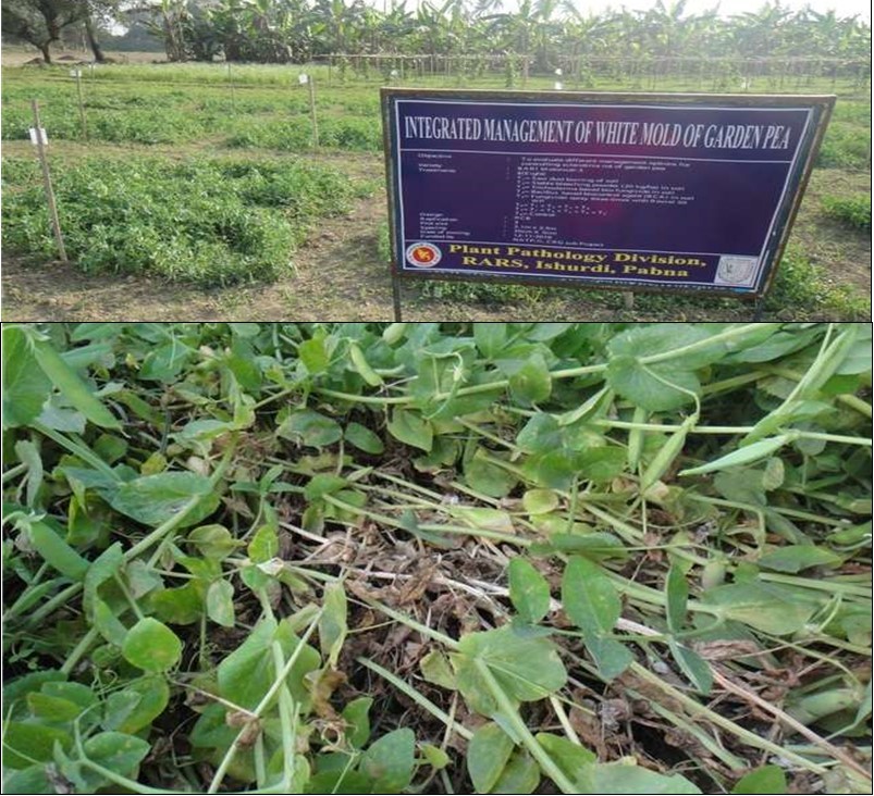 Experimental field view of integrated management of white mold disease garden pea at RARS, Ishurdi, Pabna and white mold disease symptom in the field