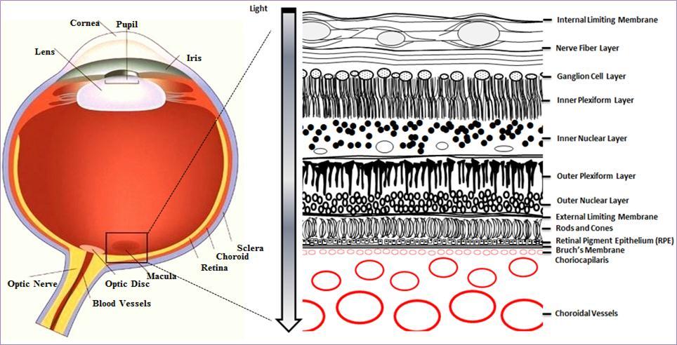 Cross section of the eye. The macula is located in the posterior segment of the eye. The arrangement of retinal layers is shown in the enlarged inset on the right. The neural retina is isolated from the blood stream (choroidal vessels) by the blood-retina barrier, formed by the retinal pigment epithelium (RPE). Light travels through the different layers to strike the rod and cone cells (photoreceptors) and start the visual cycle.
