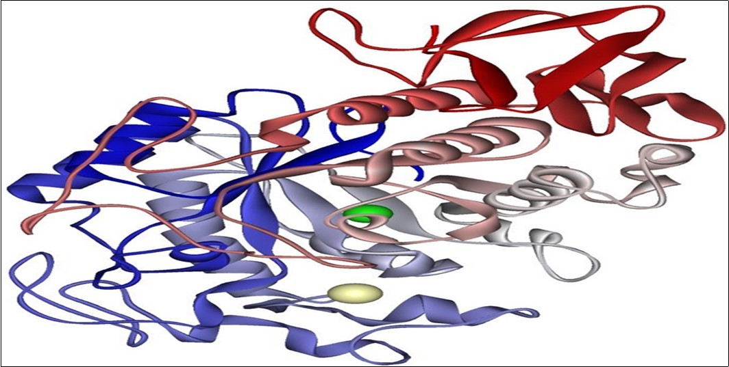 Model of alpha amylase. 1