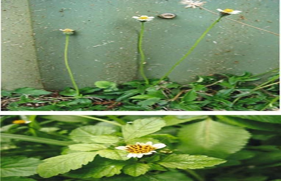 Tridax procumbens plant and leaves
