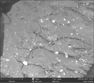 Scanning electron microscopy of Gum Arabic