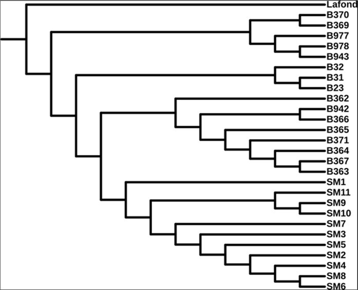 It shows the rectangular dendrogram that was produced by stylometric analysis of the letters written by Simón Bolívar, San Martin, and Lafond. San Martín's letter begin with SM, while Bolívar's letter begin with the B.