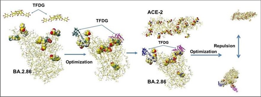 Structure of tea component’s polyphenol TFDG and the in silico analytical processes for the binding inhibition analysis