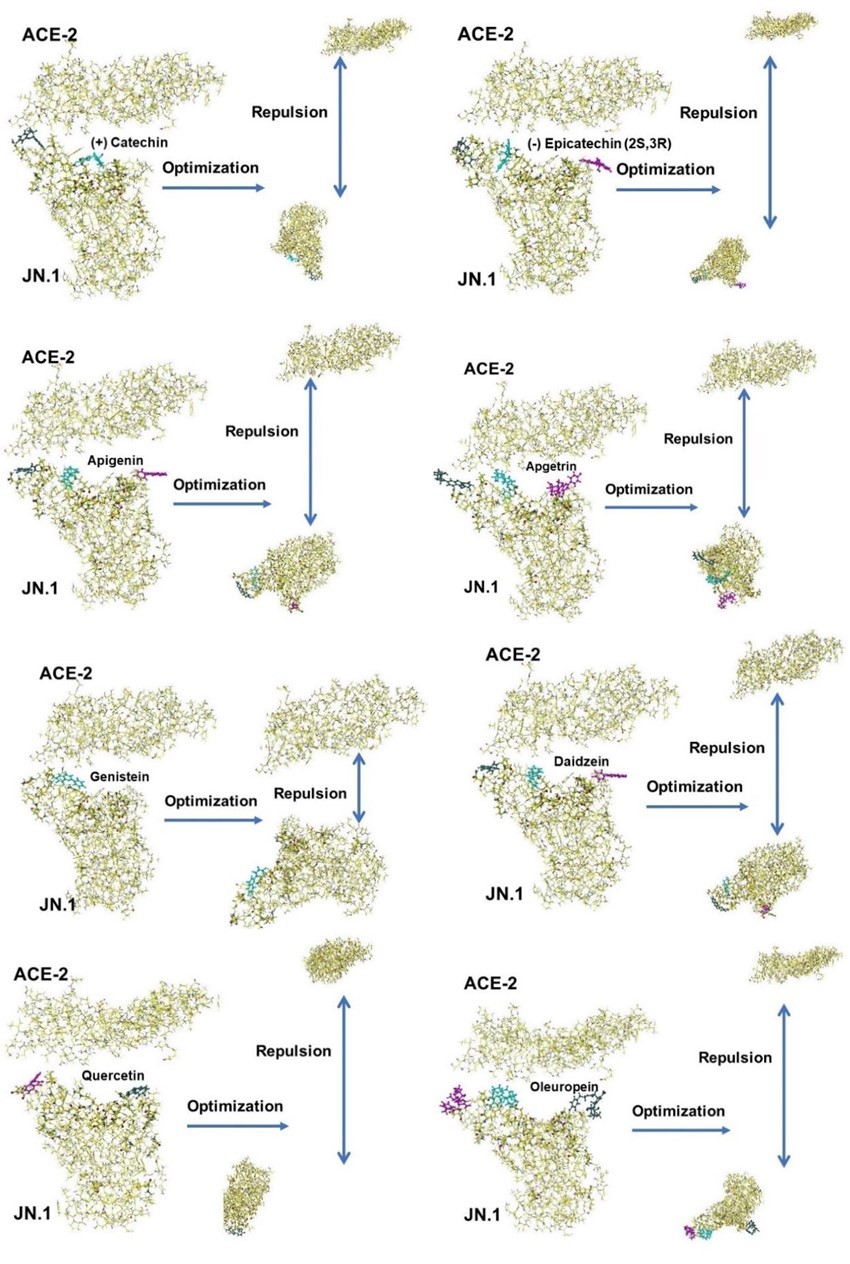 Optimization of ACE-2 and JN.1 and a polyphenol complex, Color molecules are polyphenols.