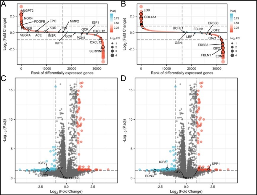 Predicting pathway and target gene point. 5A. DR high correlational genes in GEO database. 5B. DR-SIT cross gene in GEO database. 5C. PI3K-Akt signaling pathways related points in GEO database. 5D. receptor ligand activity pathways in GEO database.