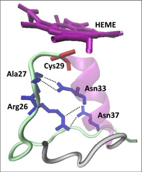 Hydrogen bonding network (Arg26-Asn37 and Ala27-Asn33) in the proximal site of CPO.