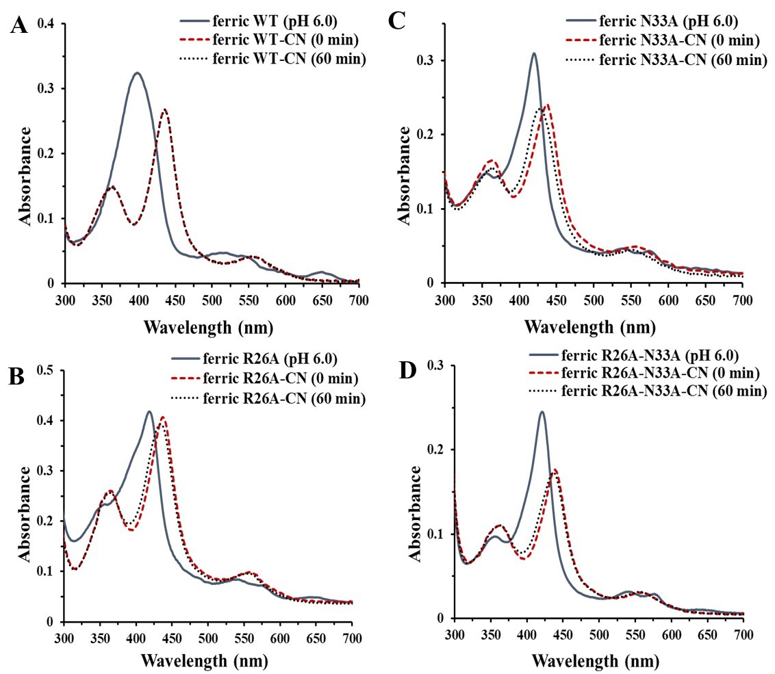 UV-Vis absorption spectra of ferric WT and WT-CN (A), ferric R26A and R26A-CN (B), ferric N33A and N33A-CN (C), ferric R26A/N33A and R26A/N33A-CN at pH 6.0 (D). 0-min spectra were taken immediately after CN- addition, 60-min spectra were taken after 1-hour incubation with CN-.