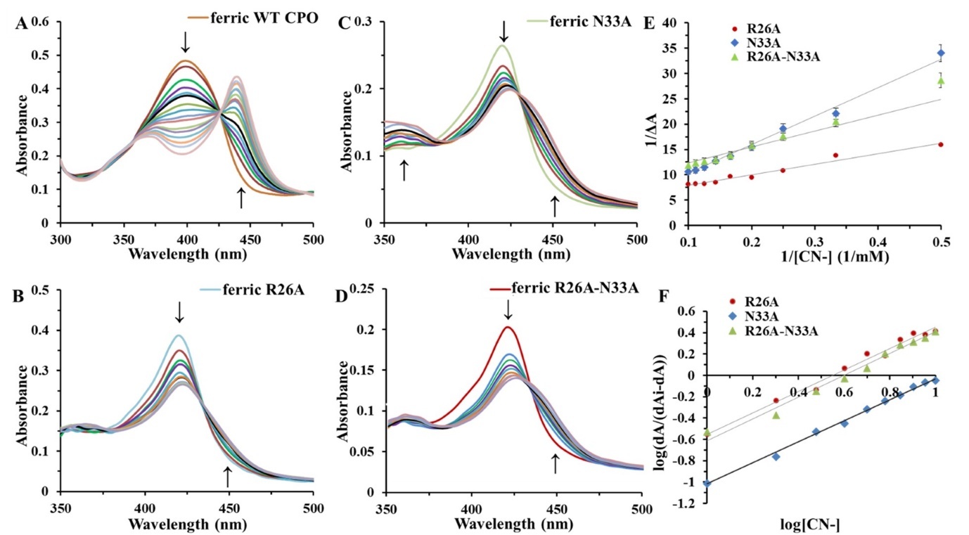 Titration of WT CPO (A), R26A (B), N33A (C), and R26A/N33A (D) with cyanide in phosphate buffer, pH 6.0. E. CN- Kd determination for the mutant CPO (Only 1 trial for R26A was performed because of the low yield and limited amount of the protein). F. The Hill plot (determination of mutant CPO-CN binding stoichiometry). The slopes of R26A, N33A, and R26A -N33A plots are 1.0048, 0.9943, and 1.0249, respectively.