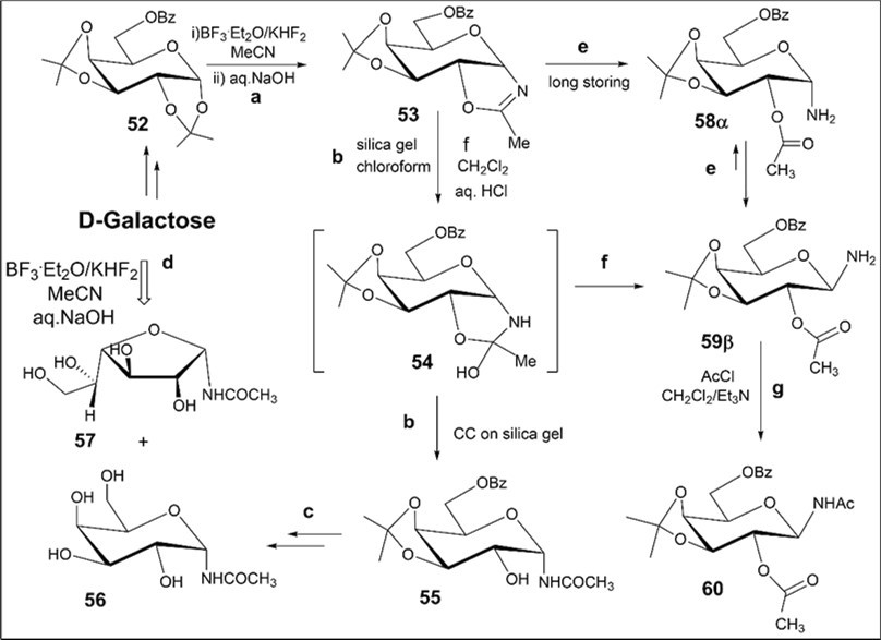 Synthesis of protected N-α-d-galactopyranosyl oxazoline and N-α- and β-d-galactosyl acetamides from D-galactose. Reagents and conditions: a) 52, CH3CN, KHF2, BF3.Et2O, rt, 18 h, 1N aq NaOH; 53, 93%; b) 53, CC on silica gel, (entry 11, table 1), 55, 78%; c) i) 55, 80% aq CH3COOH, 50-550C, 18 h, ii) NH3/MeOH, rt, 18 h, 56, 58% over two steps; d) D-galactose, CH3CN, KHF2, BF3.Et2O, rt, 4 h 10 min, CC, 56, 15%, 57, 18%; e) 53, a long-term storing at 5-8 0C, 82%, 59β; f) 53, CH2Cl2, aq.HCl, 59β, 34%; g) 59β, AcCl, CH2Cl2, Et3N, rt, 60, 75%.