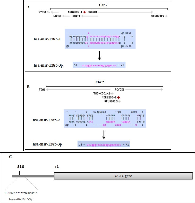 Schematic structure of hsa-miR-1285-1 (A) and hsa-miR-1285-2 (B). hsa-miR-1285-1 transcribes from chromosome 7 and hsa-miR-1285-2 transcribes from chromosome 2. Both microRNAs can produce hsa-miR-1285-3p. (C) Binding site location of microRNA-1285 on the OCT4 promoter. MiR-1285-3p can bind to the upstream of Transcription Start Site (TSS) of OCT4A (position of -316).