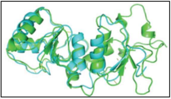 Comparison between the 3D protein structure of functional BRCA1 (in green) and mutated BRCA1 models (in blue)