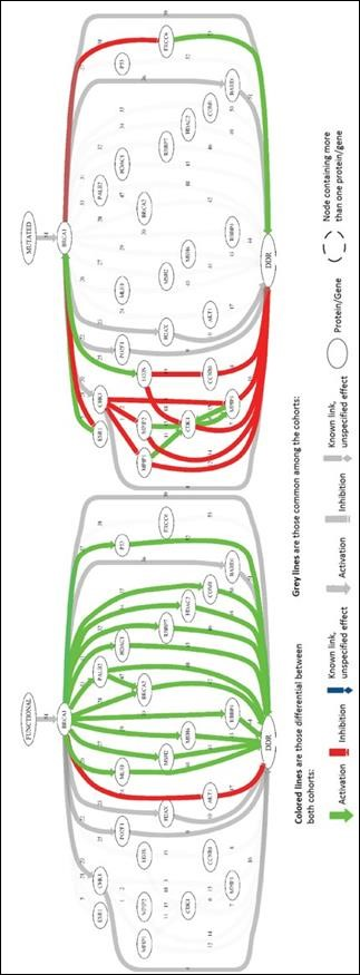 Mechanistic comparison of the functional BRCA1 protein and the mutated BRCA1 protein. The description of the nodes and interactions is available as Supplementary data.