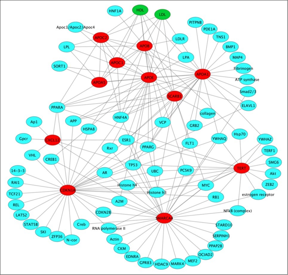 The interactions between 10 top ranking genes (red nodes) and their interacting genes (blue nodes) and chemicals (green nodes) in the sub-network. The graph was generated with Cytoscape 35.
