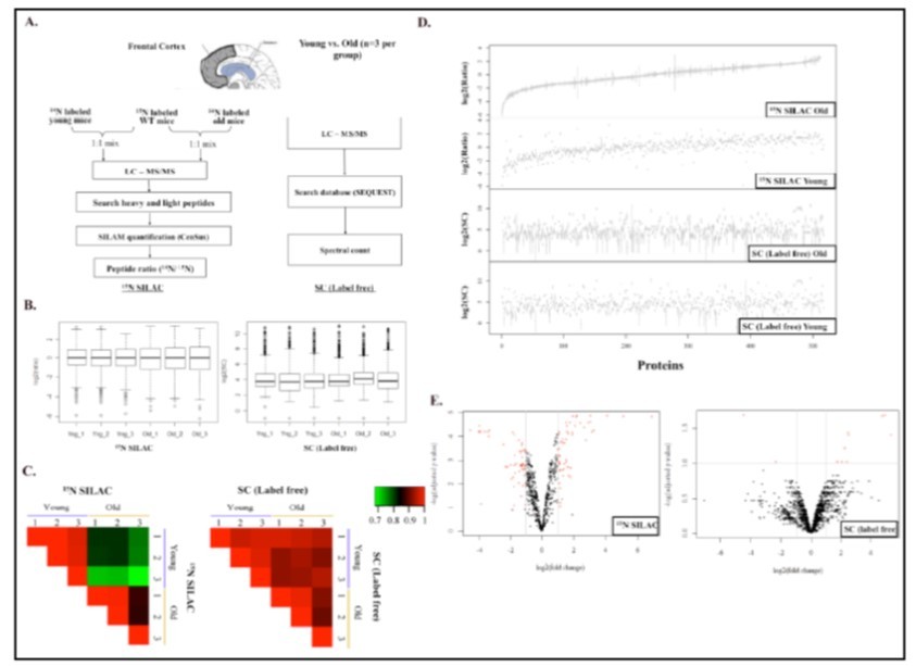 Statistical analyses of 15N SILAC labeled and label-free quantifications of mouse brain tissues at two different ages. (A). Schematic illustration of the experimental design for the comparison. (B). Quantile normalization of ratios (15N SILAC labeled) or spectra counts (label-free) quantifications of young and old brain tissue lysates. Three biological replicates were analyzed by each quantification method. (C). Pearson correlation between young and old brain tissue lysates by 15N SILAC labeled or label-free quantifications. (D). Comparisons of triplicate values (log2) from proteins commonly identified in 15N SILAC labeled and label-free quantifications. (E). Volcano plot of ratios and p-value of 15N SILAC labeled and label-free quantifications. Fold changes were derived from ratios or spectra counts of proteins from the young brain tissue lysate divided by the old brain tissue lysate. Weighed average of ratios or spectra counts were calculated to derive the log2(fold change) as shown in the x-axis. The y-axis represents the –log(adjusted p-value). Proteins fall above p< 0.05 (above 1.3 on the volcano plot) and above/below 2 fold changes (between 1 to -1 in the volcano plot) are identified as proteins with significant changes (red).