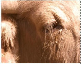 buffalo calf (1 year old) showed fever