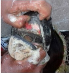 cattle (1 year old) showed lesions on mouth in the form of ulcerations accompanied by excessive salivations.