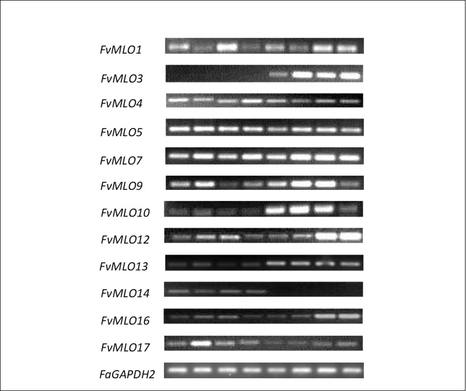 Semiquantitative RT-PCR products of FvMLO genes and reference gene (FaGAPDH2) in control and infected (8 DAI) leaves of four strawberry varieties. 1-4: Fv, YW, HW and Eluica (control), 5-8: Fv, YW, HW and Eluica (infected).