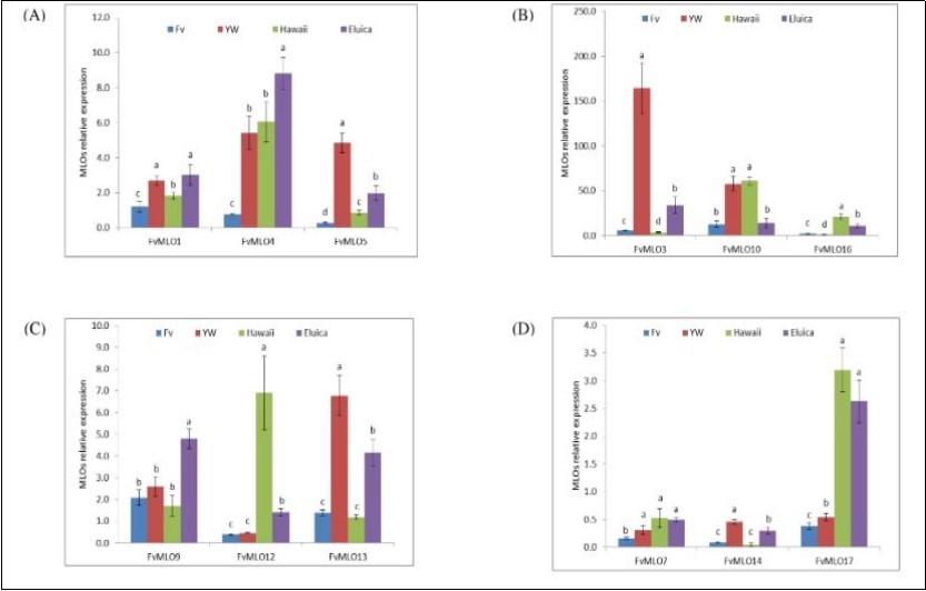 Bar chart showing relative expression levels of 12 FvMLO genes in four strawberry varieties in response to P. aphanis infection. Graph shows fold increase/decrease in expression under infection over control. All values are compared with control value=1. Values are shown as mean ± standard deviation (n=2). Fv: F. vesca f. vesca, YW: F. vesca f. semperflorens line “Yellow Wonder”, HW: F. vesca ssp. vesca accession Hawaii 4 and Eluica: Susceptible octoploid strawberry variety. Different letters (a, b, c, d) denote significant difference in level of expression across varieties.