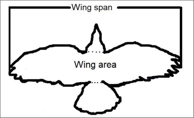 Illustrating the measurement of wing span and wing area.