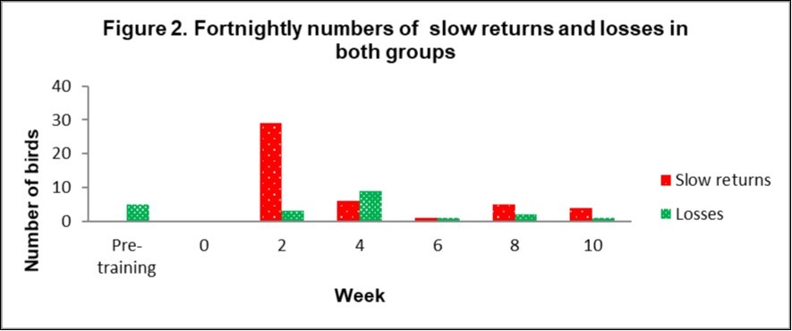 This shows the fortnightly number of individual bird flights where birds returned home late, or were lost, over the 10 week training period in both lofts. Slow returns were defined as birds taking at least twice as long to return home as the fastest birds in their group.