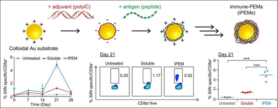 TLR3 agonist poly I:C and an antigen peptide were complexed onto gol nanoparticles via electrostatic interactions, and elicited more antigen-specific CD8+ T cells compared to the soluble vaccine.18