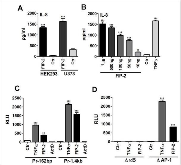 FIP-2 regulates the expression of IL-8. (A, B) IL-8 production at the FIP-2 overexpression. HEK293 and U373 cells were transfected with FIP-2 (0.5 µg) for 24h and the protein production was estimated by ELISA as described in Materials and Methods. A: transfection of the HEK293 and U373 cells. Ctr - transfection with empty vector; B: HEK293 cells were transfected with different doses of FIP-2 as indicated and after 18 h incubation the IL-8 was determined in supernatants by ELISA. TNF (stimulation during 18 h with 10 ng/ml) was used as a positive control. The representative data performed in triplicate is shown. (C, D) Transcriptional induction of IL-8 by FIP-2. C: HEK293 cells were transiently transfected with minimal IL-8/LUC promoter -162/+44 (Pr-162bp) alone, with TNF stimulation, or FIP-2 overexpression, or with FIP-2 in the presence of actinomycin D (ActD) and full IL-8/LUC promoter -1.4/+44 (Pr-1.4kb) alone, with TNF stimulation, or FIP-2 overexpression, or with FIP-2 in the presence of actinomycin D (ActD). D: HEK293 cells were transiently transfected with site-mutated plasmids of the -162/+44 IL-8/LUC promoter: NF-kB or AP-1 and stimulated with TNFor with FIP-2. The representative data performed in triplicate is shown. RLU – relative luciferase units.
