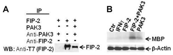 FIP-2 regulates the PAK3 activity. (A) Co-immunoprecipitation. HEK293 cells were transfected with pcDNA3.1 plasmid containing FIP-2 or PAK3, or both and precipitated with anti-FIP-2 or anti-PAK3 antibody followed Western blotting with anti-T7 antibody. (B) In vitro kinase assay. Kinase assay was performed with the cell lysates from HEK293 cells alone (Ctr), cells treated with IFN, or transfected with FIP-2 or PAK3 or together. β-Actin was used as loading control.