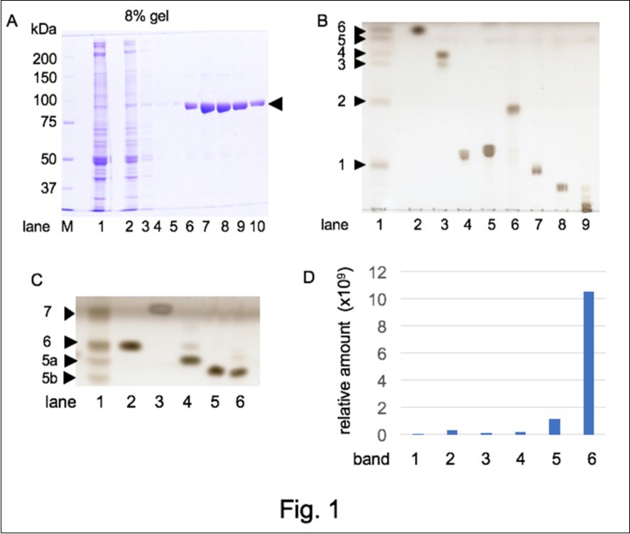Lipid components in B-dynamin fraction. A. Preparation of B-dynamin through amphiphysin II-SH3 affinity column. Ca2+-dependent membrane binding protein fraction was fractionated with 35% saturated ammonium sulfate precipitation (lane 1) and applied to an amphiphysin II-SH3 affinity column. The flow-through (lane 2), wash (lane 3~5), and bound fractions eluted with high NaCl buffer, pH 6.5 (lane 6~10) were analyzed with SDS-PAGE. Molecular mass markers were applied in lane M. The dynamin band was shown with an arrowhead. Lipid extraction was attempted from dynamin fractions (lane 6-10). B. TLC analysis of the lipid extract (1) and standard lipids (2; CHL, 3; cerebroside, 4; phosphatidylserine, 5; phosphatidylinositol, 6; phosphatidylethanolamine, 7; phosphatidylcholine, 8; sphingomyelin, 9; ganglioside mixture), were developed with chloroform: methanol: water (65: 35: 4) (v: v: v). C. TLC pattern developed with chloroform: methanol: water (65:15: 4) (v: v: v). In lane 1, band 5 and band 6 of Figure. 1B were applied. Standard lipids were CHL (2), TG (3), 24OHC (4), 27OHC (5), and 7OHC (6). Band 5 in Figure. 1B was separated into two bands (5a, 5b) and new band was observed over band 6 on the front line (band 7). Upper half of the TLC plate was shown. D. Relative quantification of CHL with LC-MS. The amount of CHL (m/z = 369.35) detected with the LC-MS analysis of the six bands in B (lane 1) was shown.