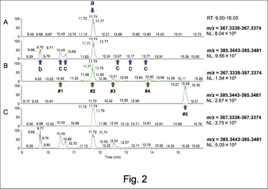Results of LC-MS analysis with three OHCs and B-dynamin derived lipids. The mass spectrum of 3 types OHC as standard lipids (A), extracted lipids (B), and the mixture of A and B (C) was shown. Signal peaks between m/z 367.3338 and 376.3374 (upper) and between m/z 385.3443 and 385.3481 (lower) were shown. In A, peaks of 7OHC (a), 27OHC (b), and 24OHC (c) were shown with arrows. In B, lipid fraction of B-dynamin showed five peaks (#1~#5) in these m/z ranges. C. A mixture of A and B. NL means the value of the highest peak, for other peaks were NormaLized to this value.
